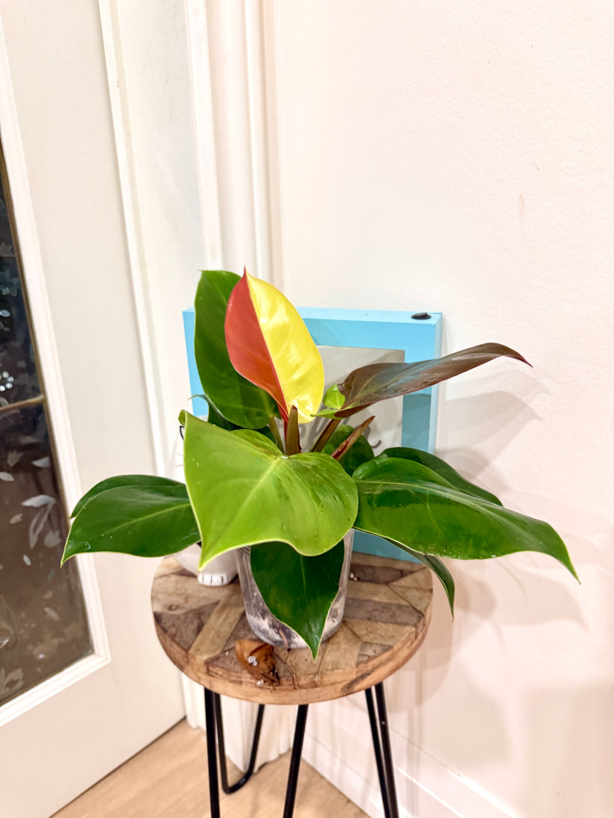 Philodendron Red Moon Variegated