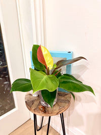 Philodendron Red Moon Variegated