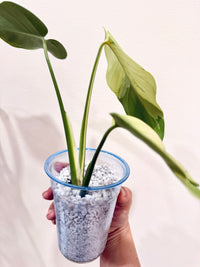 Monstera light lime
