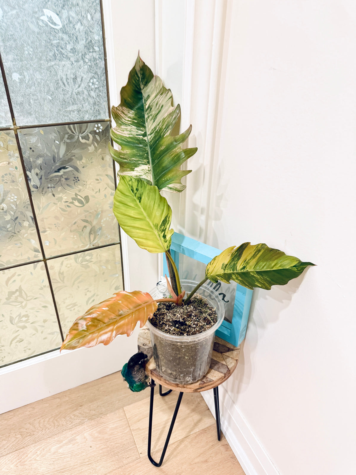 Philodendron Caramel Marble
