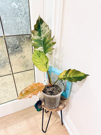 Philodendron Caramel Marble