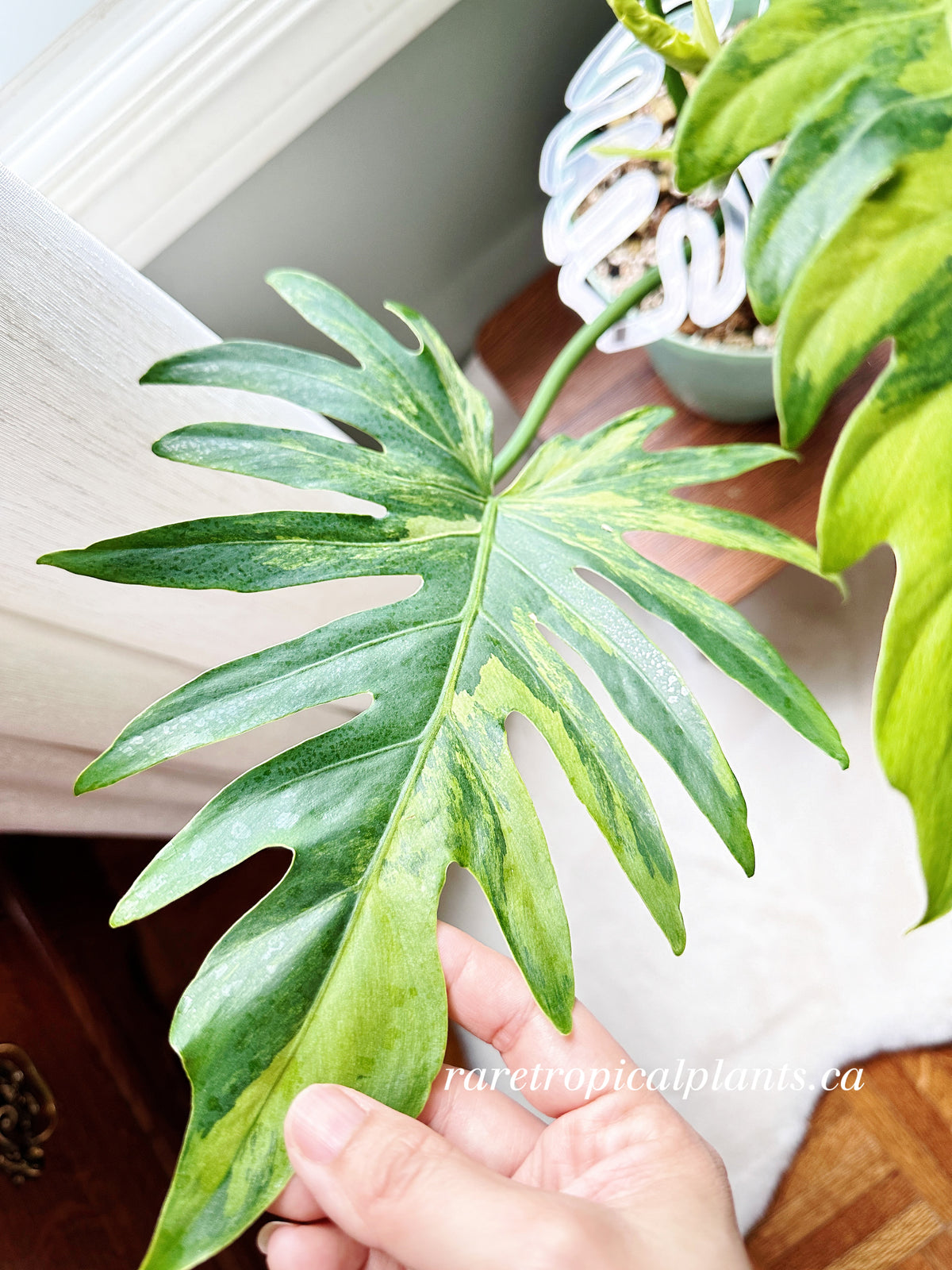 Philodendron Radiatum Variegated