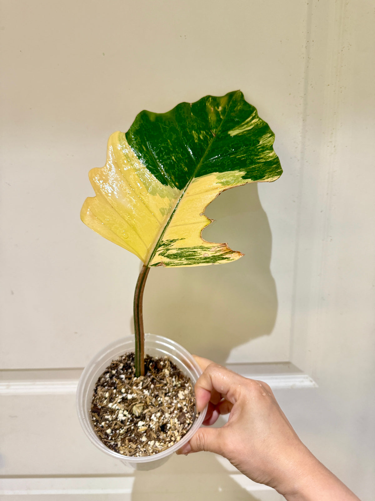 Catherine's Plants