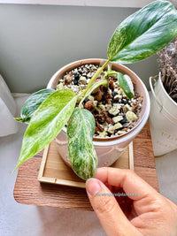 Philodendron Emerald Ice