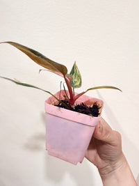 Philodendron Princess Tricolour