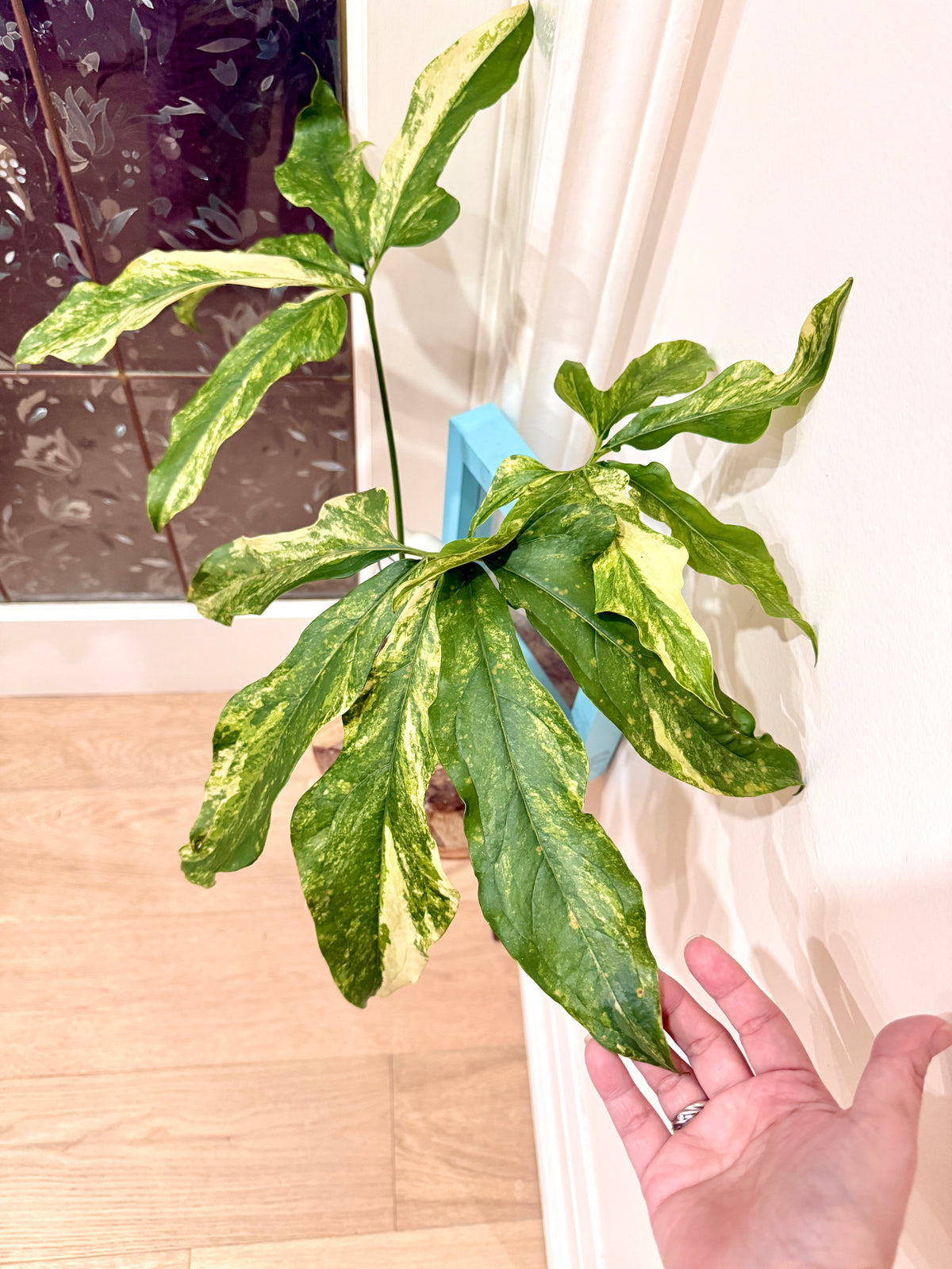 Anthurium clavigerum variegated