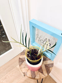 Philodendron Tortum Variegated