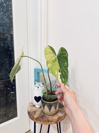 Philodendron Gloriosum Galaxy