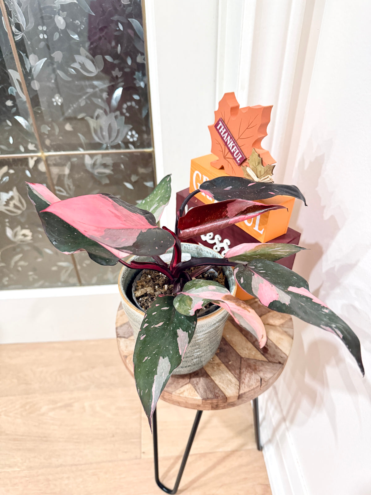 Philodendron Pink Princess Marble