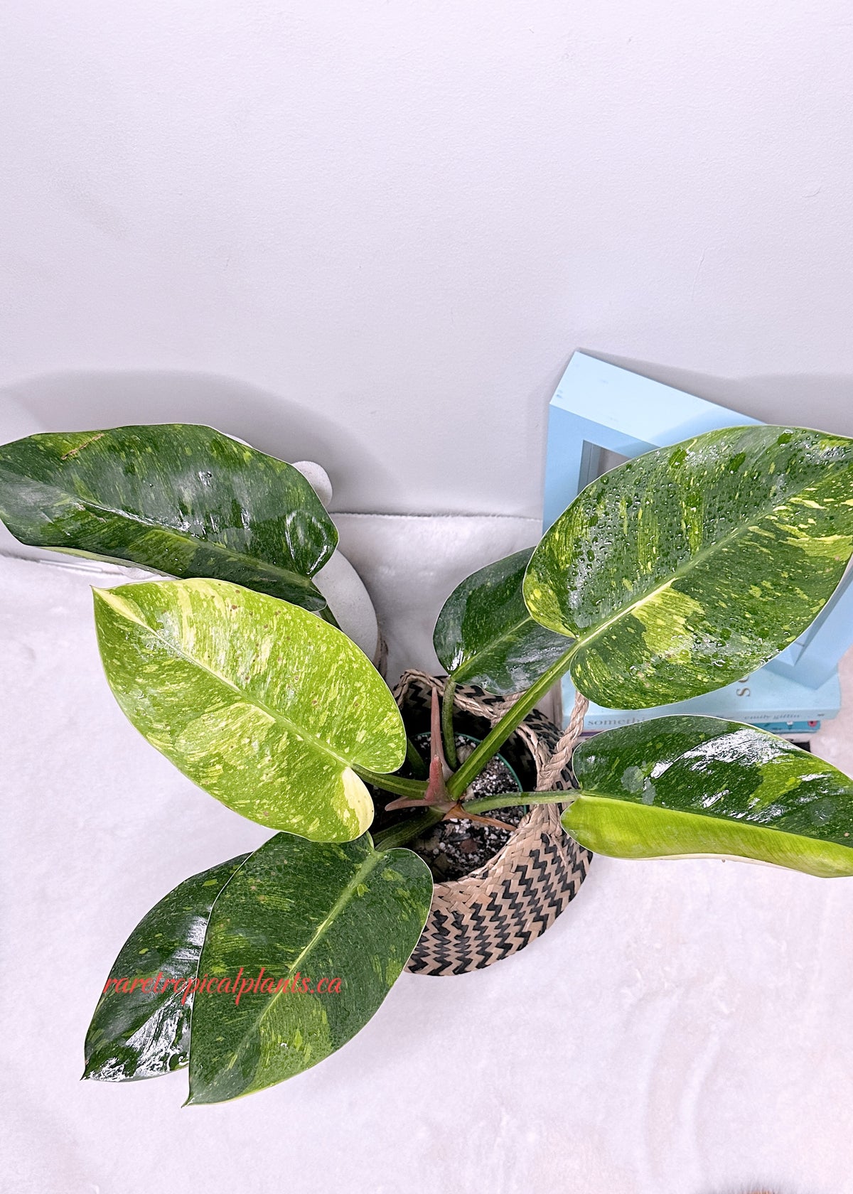 Philodendron Green Congo Nuclear