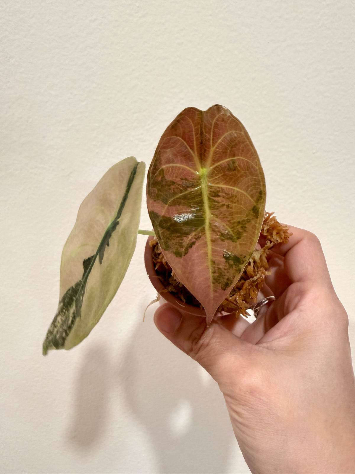 Alocasia Sedenii Aurea