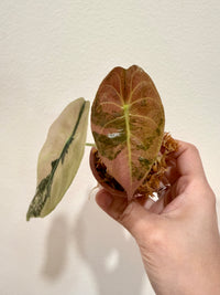 Alocasia Sedenii Aurea