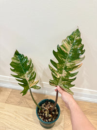 Philodendron Caramel Marble