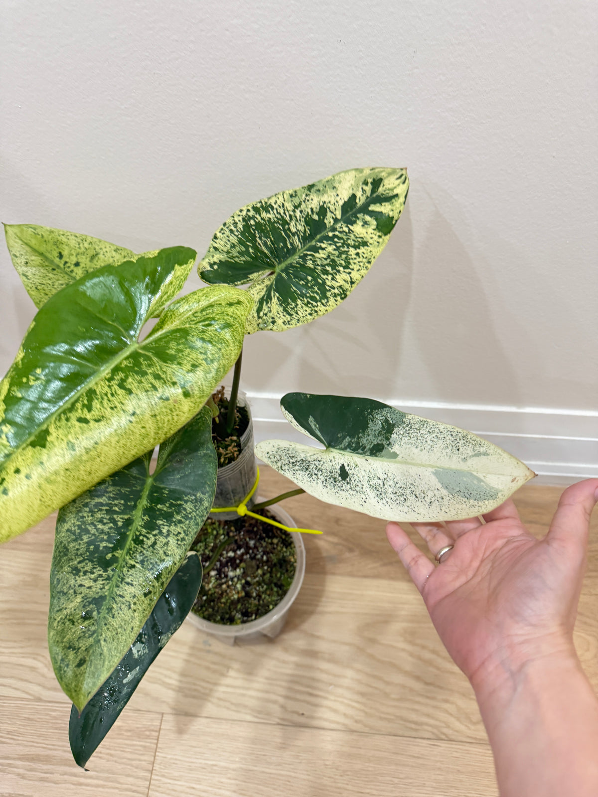 Philodendron Ilsemanii Variegated