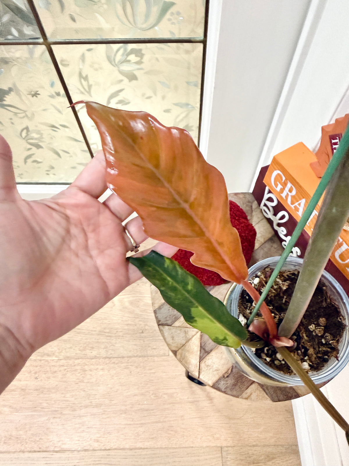 Philodendron Caramel Marble