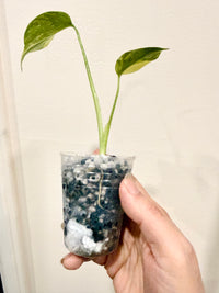 Monstera Electrolyte