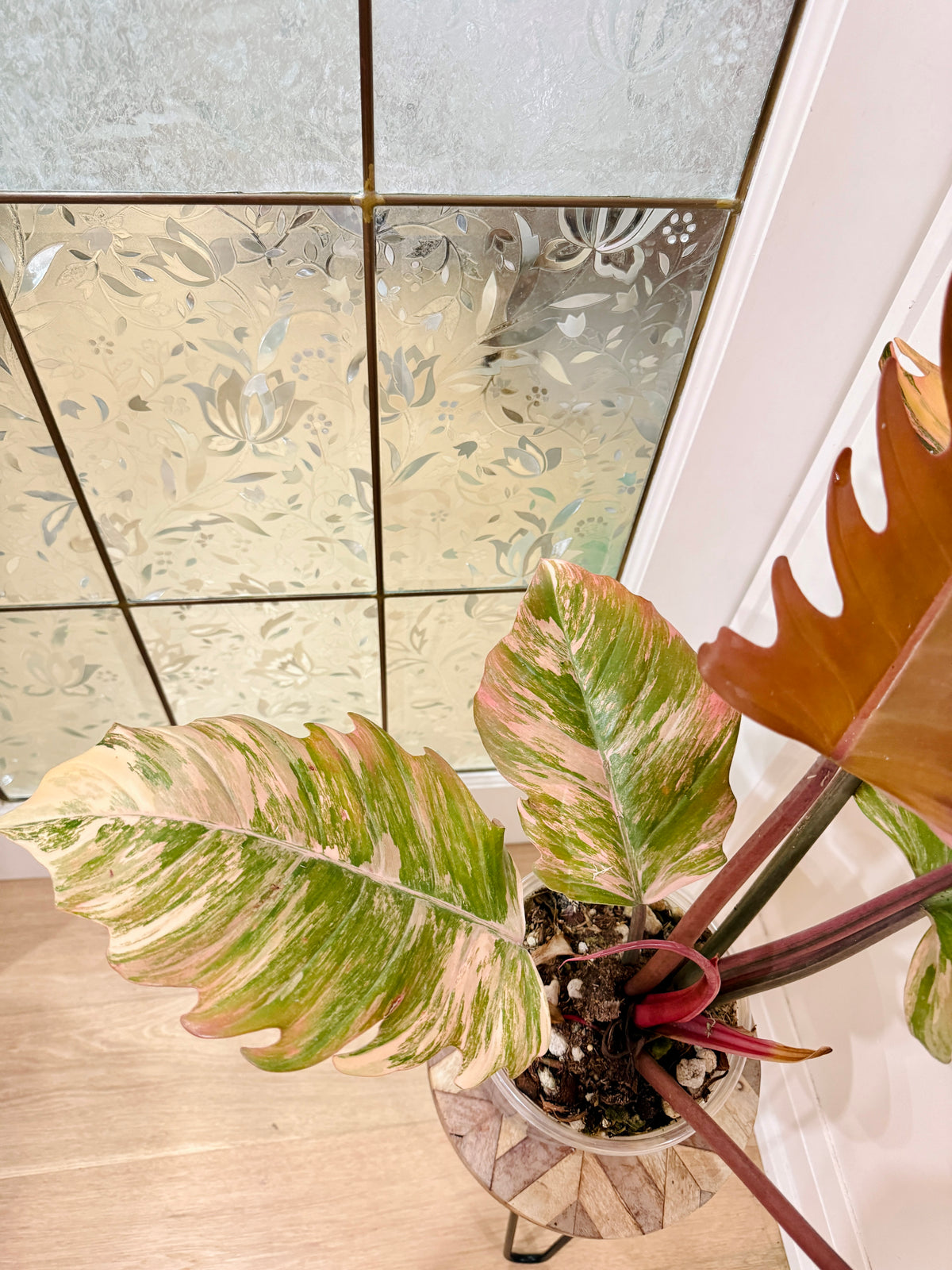 Philodendron Caramel Marble