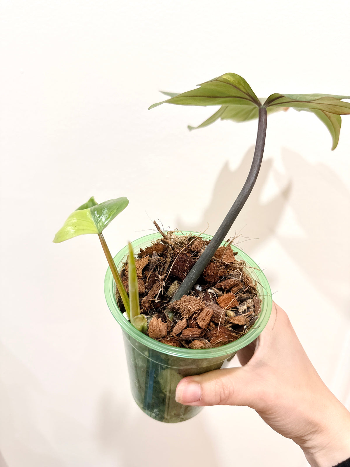 Philodendron Mayoi