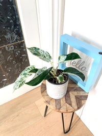 Philodendron Emerald Ice
