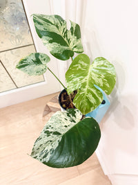 Monstera Bulbasaur