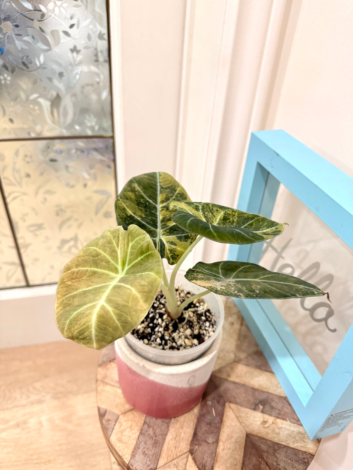 Alocasia Black Velvet Gold