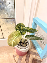 Alocasia Black Velvet Gold