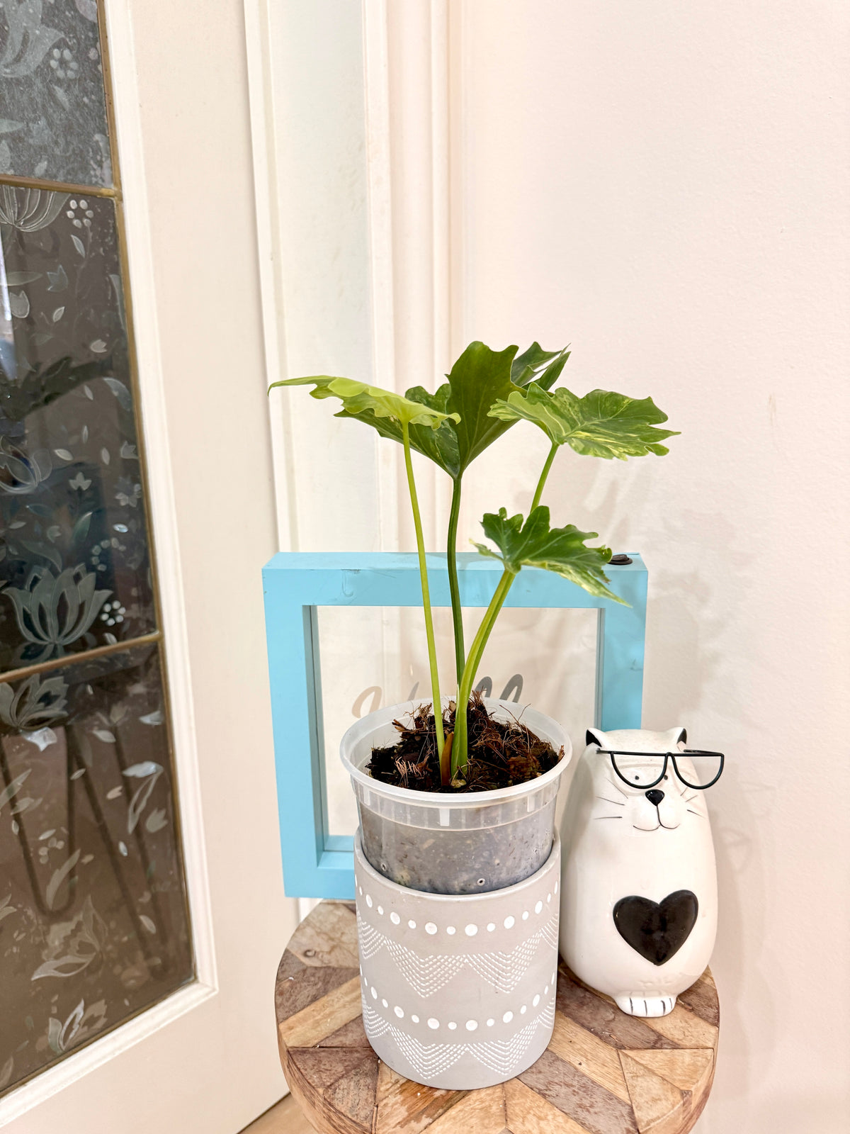 Philodendron Selloum Variegated