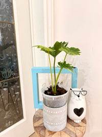 Philodendron Selloum Variegated
