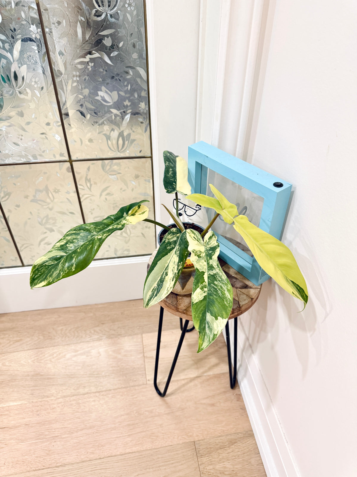 Philodendron Florida Beauty x Bobcee Variegated