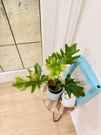 Philodendron Selloum Variegated