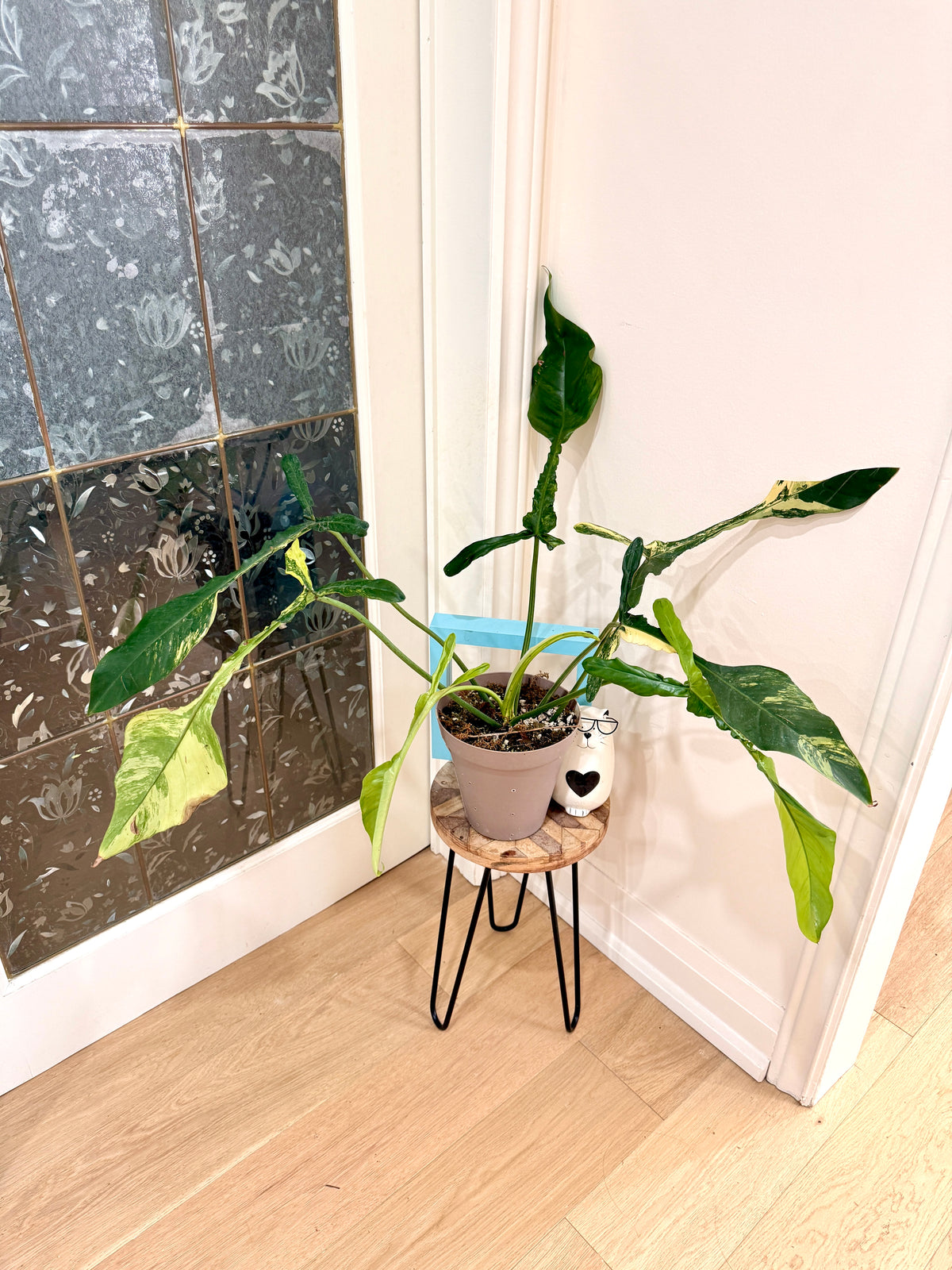 Philodendron Joepii Variegated XL