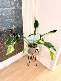 Philodendron Joepii Variegated XL