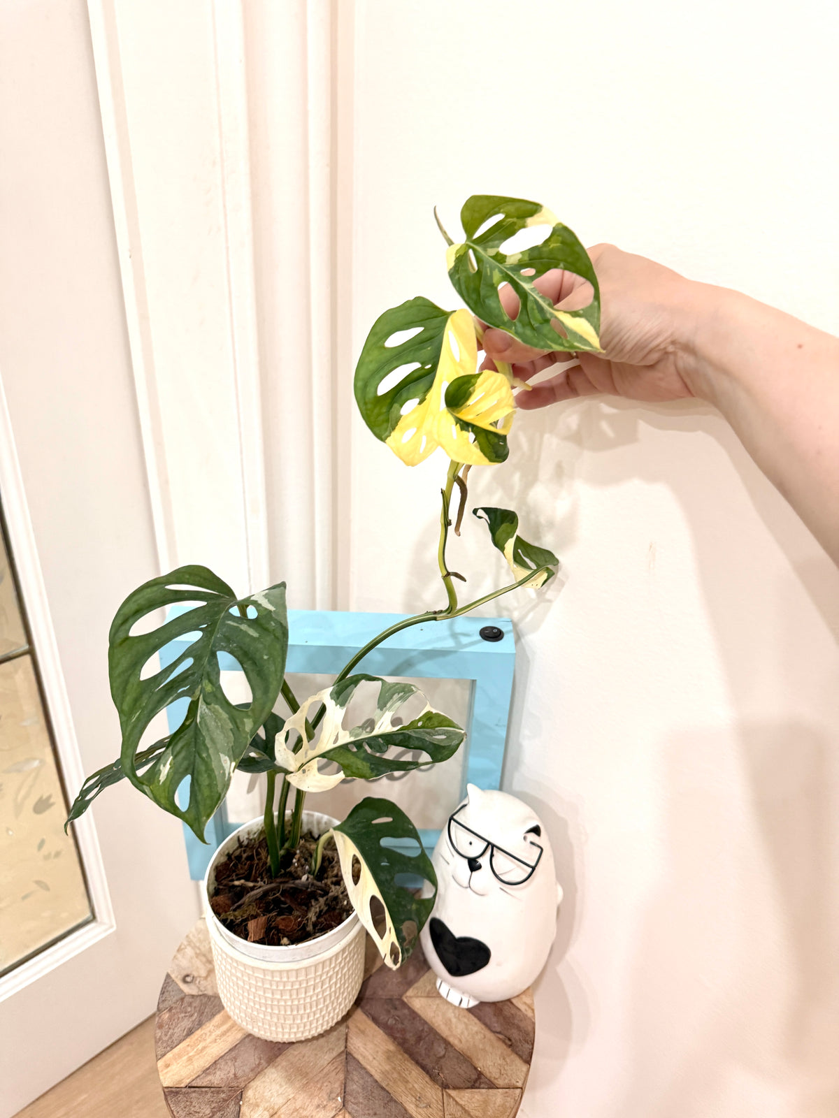 Monstera Adansonii Albo Variegated