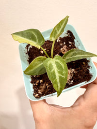 ANTHURIUM RED HOPE x FORGETI SILVER VARIEGATED