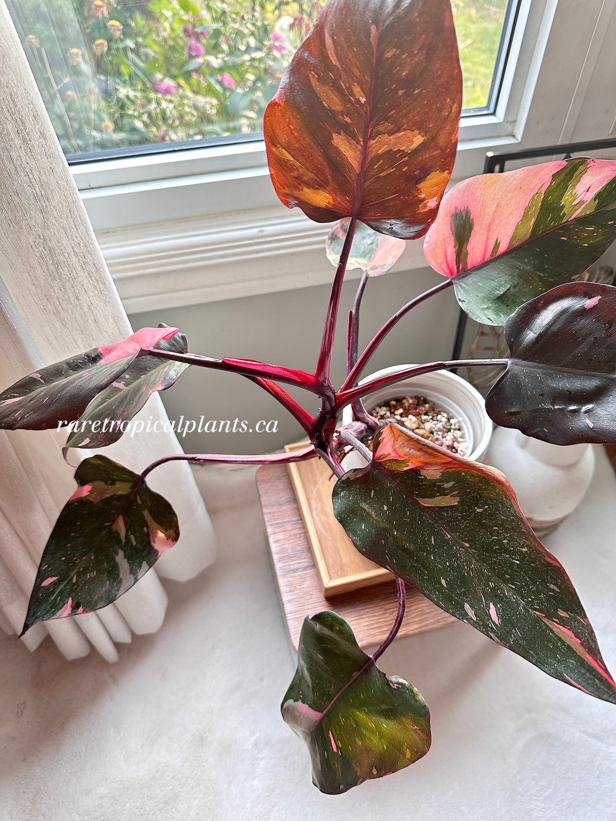 Philodendron Pink Princess Marble King