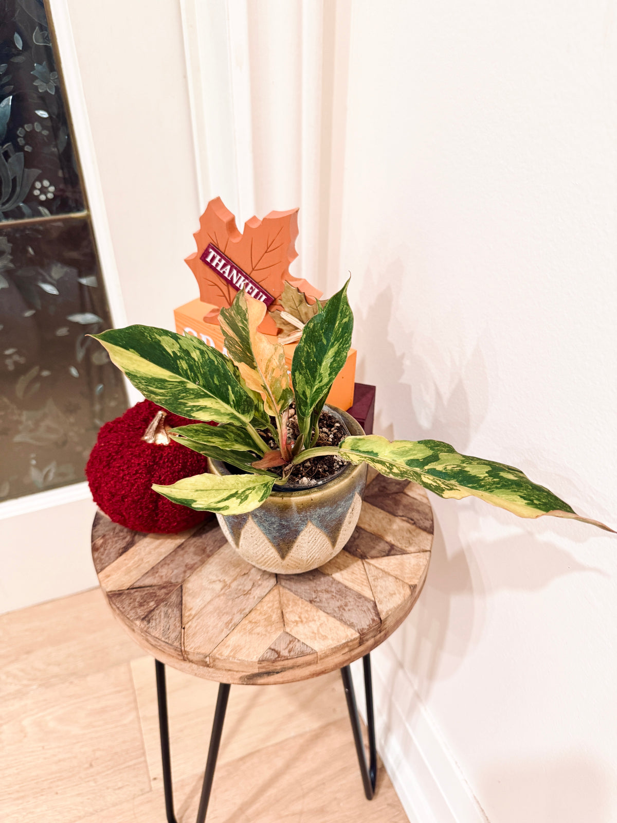 Philodendron Caramel Fire Tiger