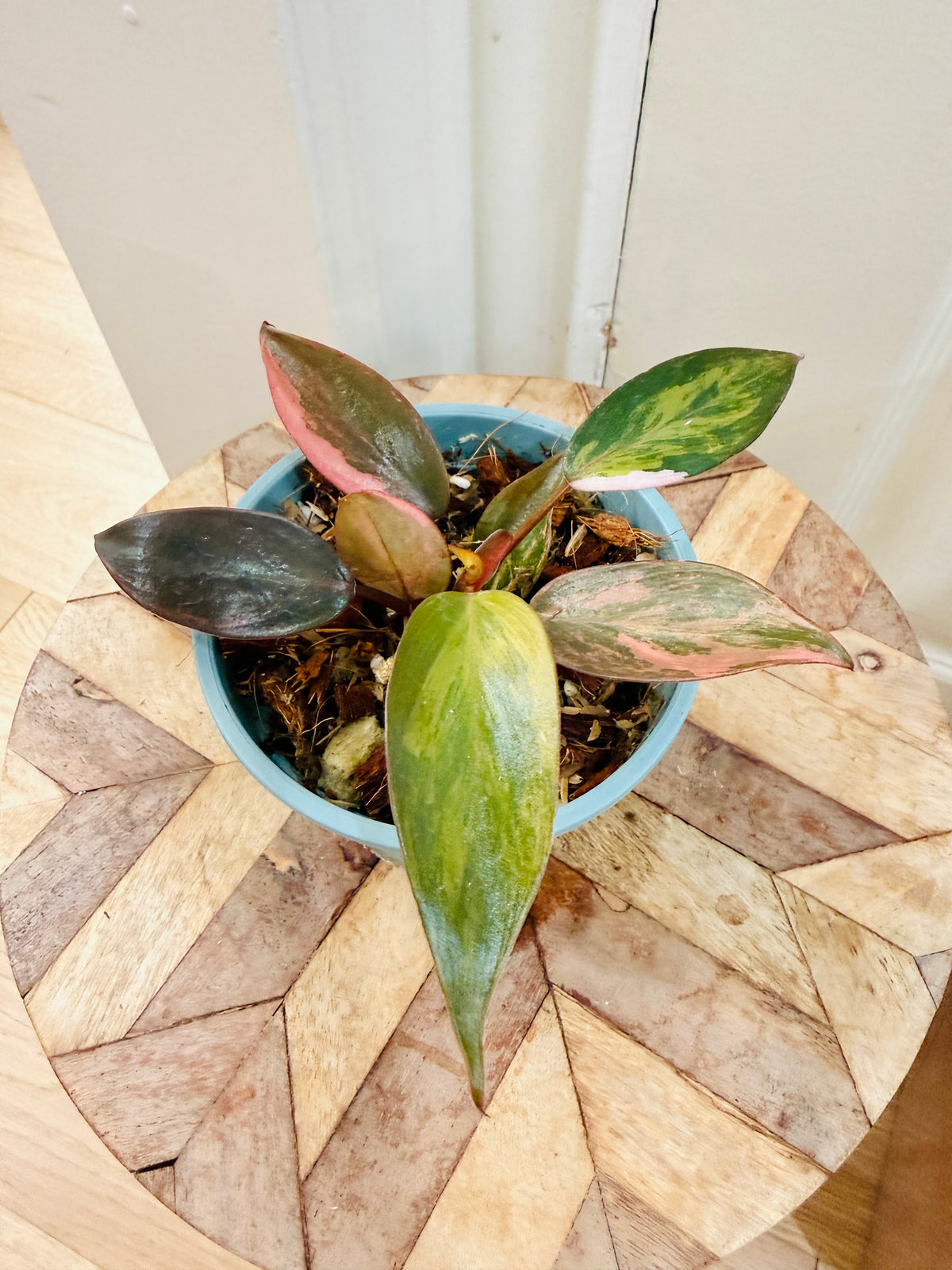 Philodendron Pink Princess Tricolour