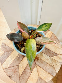 Philodendron Pink Princess Tricolour