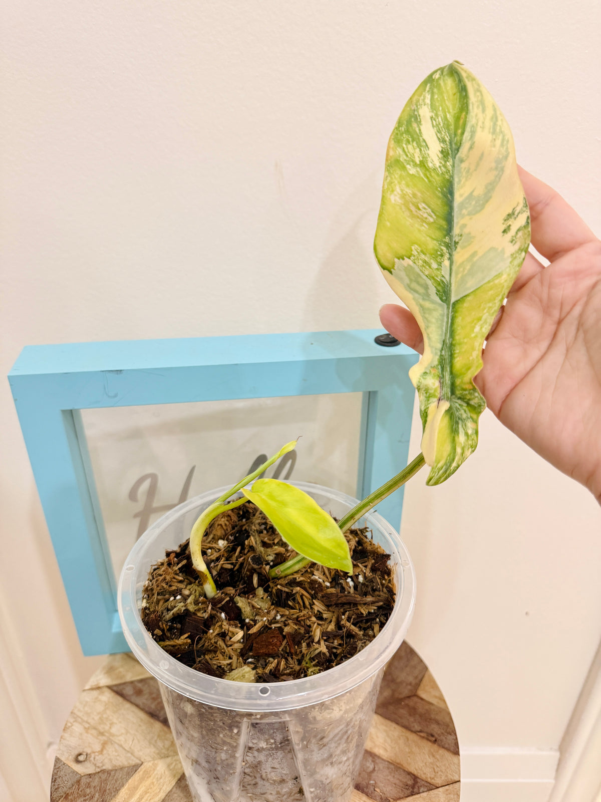 Philodendron Flobe x Bobcee
