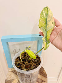 Philodendron Flobe x Bobcee