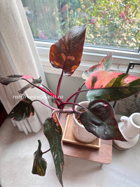 Philodendron Pink Princess Marble King