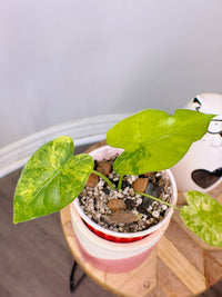 Alocasia Gageana Mint