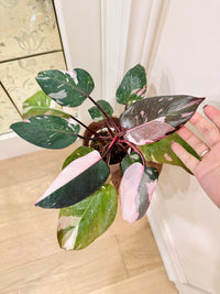 Philodendron Red Anderson Variegated