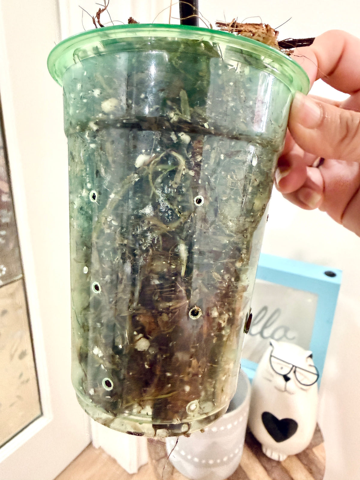 Philodendron Mayoi