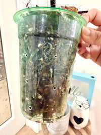 Philodendron Mayoi