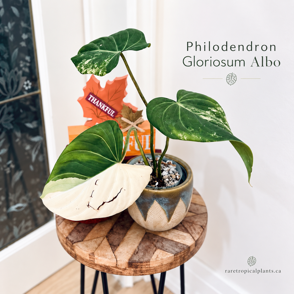 Philodendron Gloriosum Albo