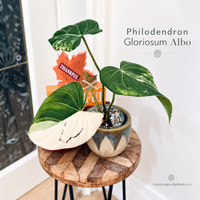 Philodendron Gloriosum Albo
