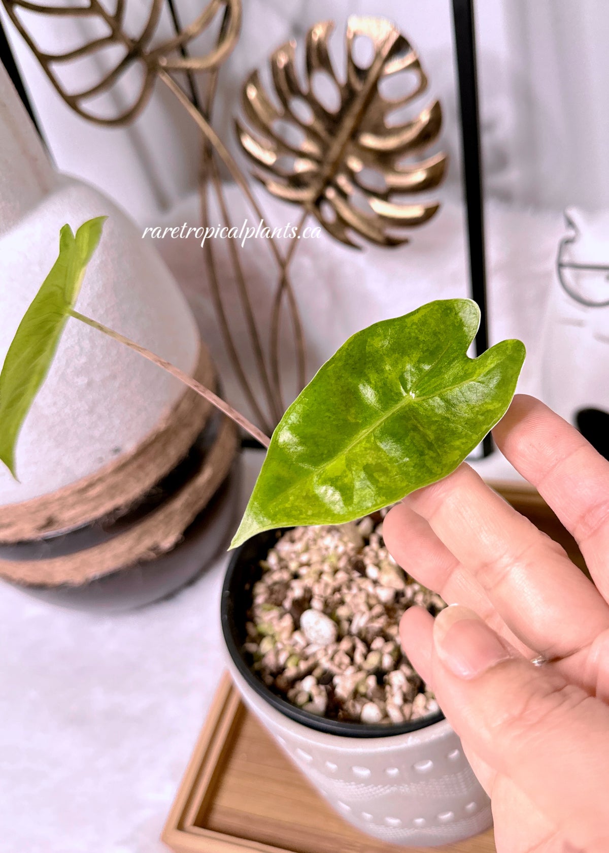 Alocasia Pseudo Sanderiana Aurea