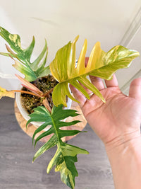 Philodendron Florida Beauty x Tortum Variegated