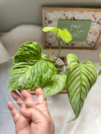 Philodendron Sodiroi Variegated